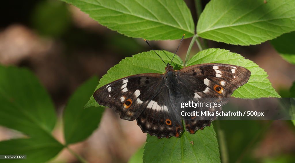 Lesser purple emperor female,Close-up of butterfly on leaf,Vantaa,Finland
