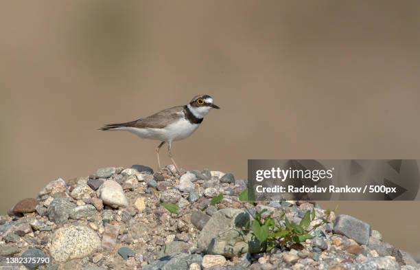 charadrius dubius,close-up of plover perching on rock - flussregenpfeifer stock-fotos und bilder