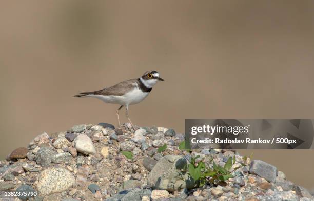 charadrius dubius,close-up of plover perching on rock - little ringed plover stock pictures, royalty-free photos & images