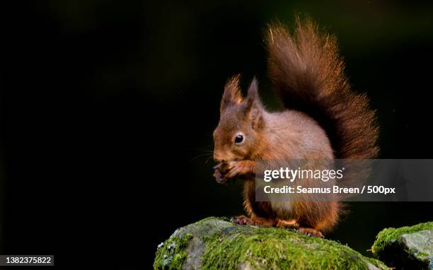 red squirrel and back light,close-up of american red squirrel on rock,hawes,united kingdom,uk - american red squirrel stock pictures, royalty-free photos & images