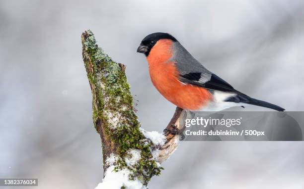 close-up of songfinch perching on branch,saint petersburg,russia - dom fafe imagens e fotografias de stock