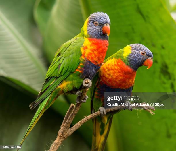 lorikeets working the photographer,close-up of parrots perching on branch,north anston,united kingdom,uk - lori stock-fotos und bilder