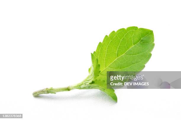 close up of tulsi leaf on white background - tulsi stock pictures, royalty-free photos & images