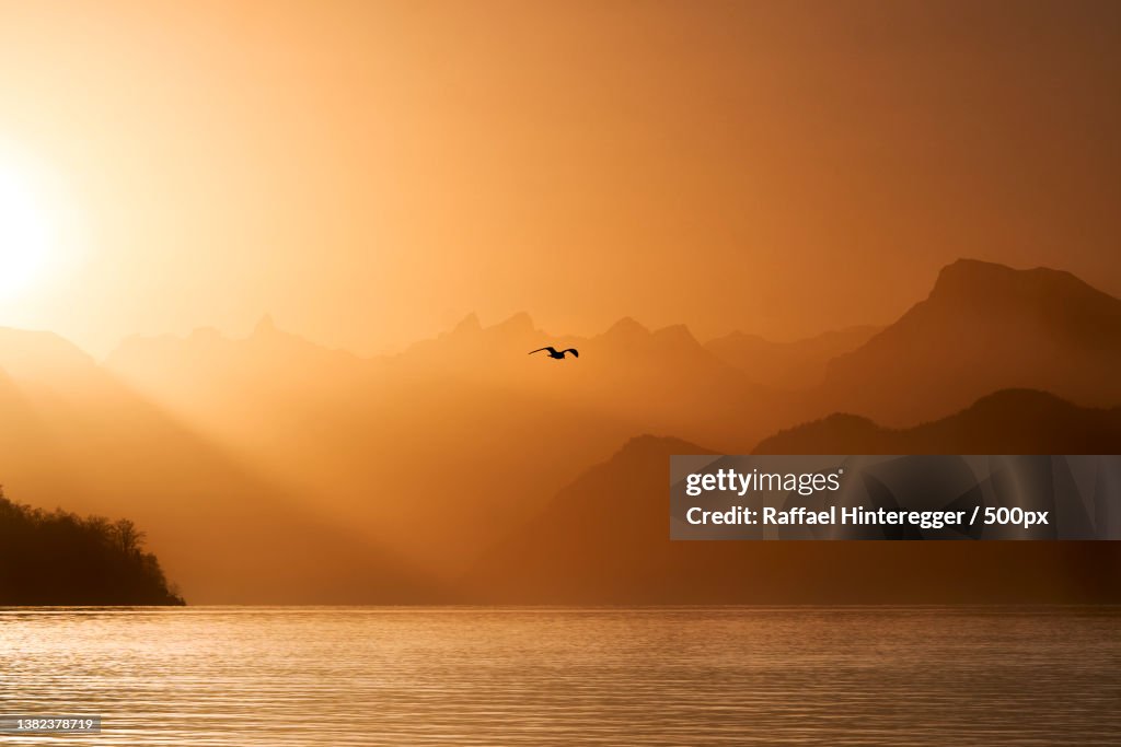 Flying photons,Silhouette of seagull flying over sea against sky during sunset,Luzern,Switzerland