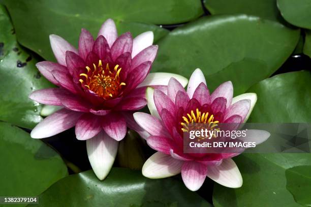 beautiful pink lilies in water pond - nenúfar imagens e fotografias de stock