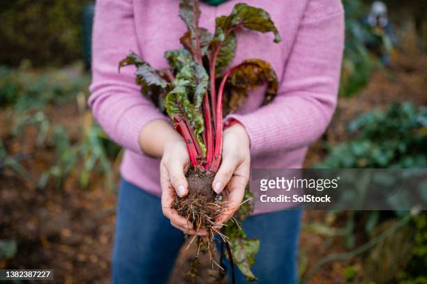 picking her rhubarb plants - rabarber stockfoto's en -beelden