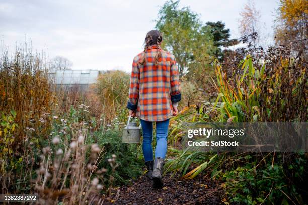 busy in the allotment - horticulture stock pictures, royalty-free photos & images
