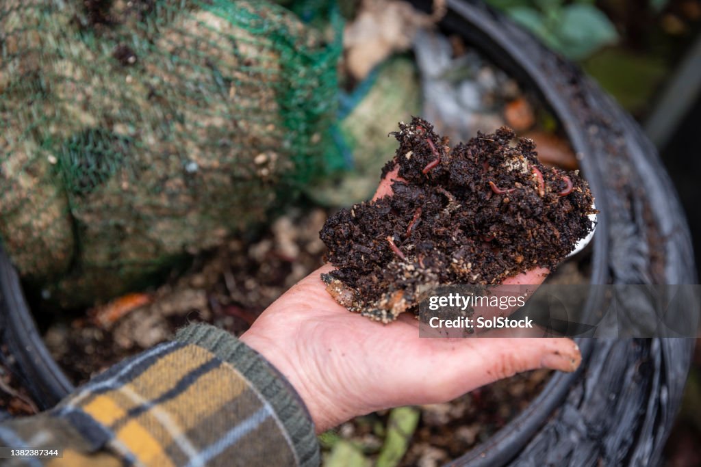 Würmer im Kompostbehälter