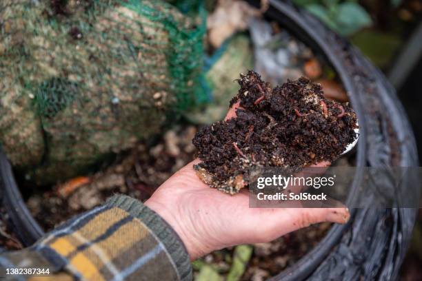 vers dans le bac à compost - main verte photos et images de collection