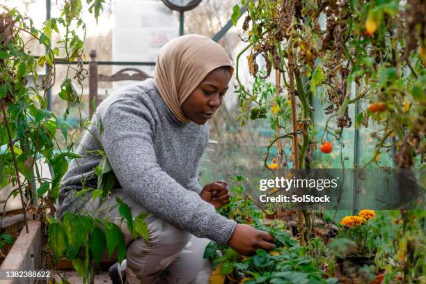 volunteering in the greenhouse - tomato greenhouse stock pictures, royalty-free photos & images