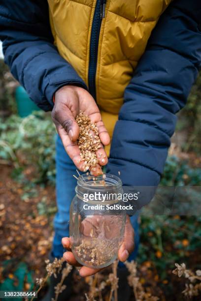 being sustainable with seeds - harvesting seeds stock pictures, royalty-free photos & images