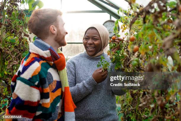 gardening in the greenhouse - community garden stock pictures, royalty-free photos & images