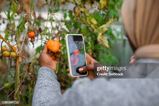 finding a fun tomato - photographing garden stock pictures, royalty-free photos & images