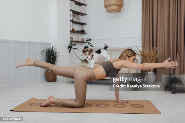 a young european woman with blond hair is doing yoga with her small dog of the maltese breed - pilates stockfoto's en -beelden