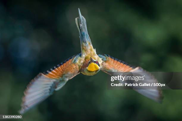 specific flight of a european bee-eater,close-up of bee flying outdoors - bee eater stock pictures, royalty-free photos & images