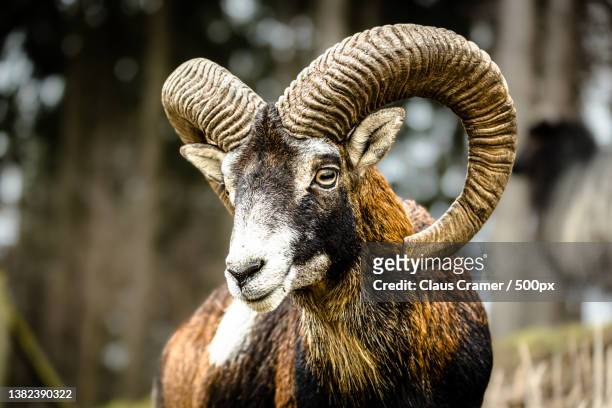 13,771 Rams Head Photos and Premium High Res Pictures - Getty Images