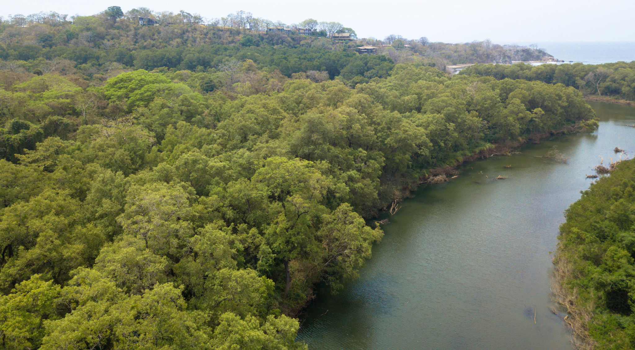 nosara jungle
