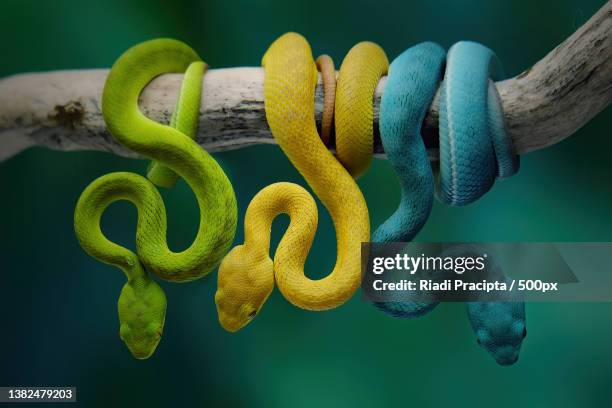 baby viper,close-up of viper on branch,bekasi,indonesia - java oeste imagens e fotografias de stock