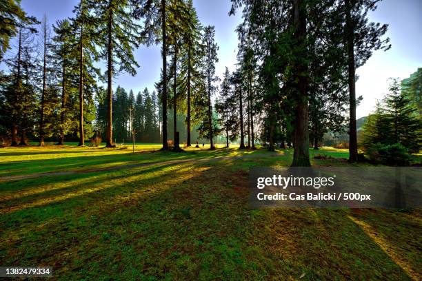 trees on field against sky,coquitlam,british columbia,canada - coquitlam imagens e fotografias de stock