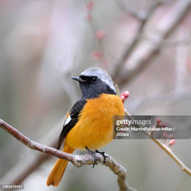 redstart in march,close-up of daurian redstart perching on branch,osaka,japan - redstart stock pictures, royalty-free photos & images