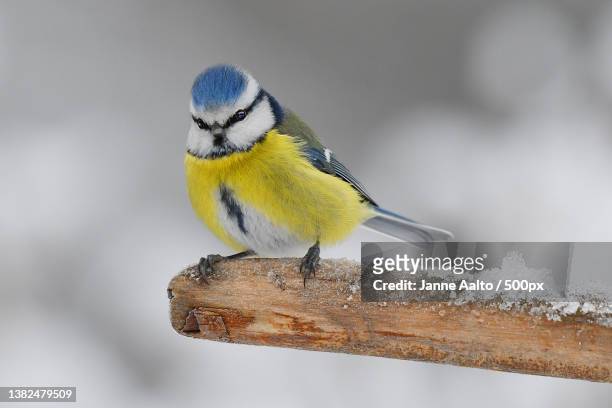 blue tit,close-up of bluetit perching on branch,finland - tit stock pictures, royalty-free photos & images