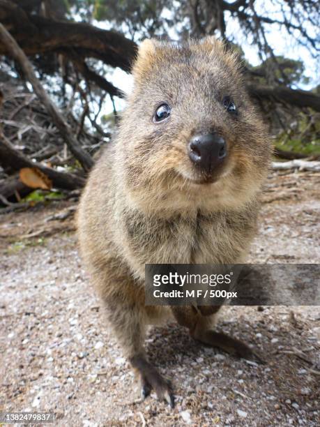 close-up portrait of meerkat - marsupiale foto e immagini stock