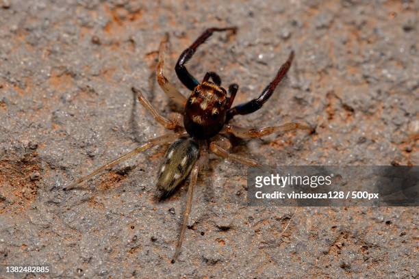 adult male jumping spider,close-up of spider on ground - brown recluse spider stockfoto's en -beelden