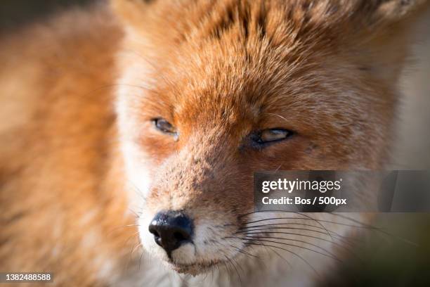 portrait of a red fox,close-up portrait of red fox,amsterdamse waterleidingduinen ingang zandvoortselaan,netherlands - ingang stock-fotos und bilder