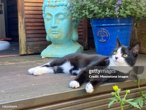 tuxedo cat in eynsford, england - kitten purring stock pictures, royalty-free photos & images