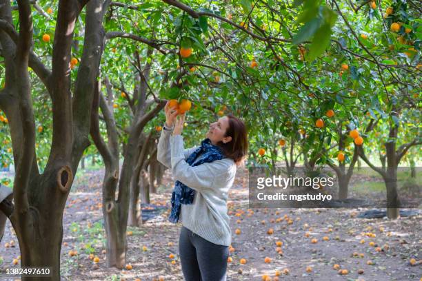 la agricultora está recogiendo fruta en un huerto de naranjos. - orange orchard fotografías e imágenes de stock
