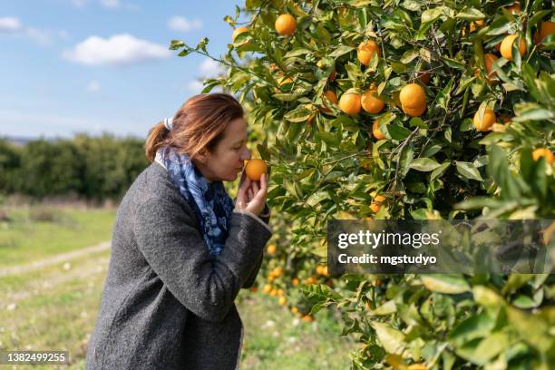 mujer madura oliendo naranjas en el huerto de naranjos - orange orchard fotografías e imágenes de stock