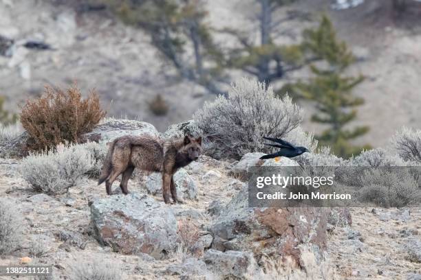 grey wolf watching visiting raven close by - yellowstone national park wolf stock pictures, royalty-free photos & images