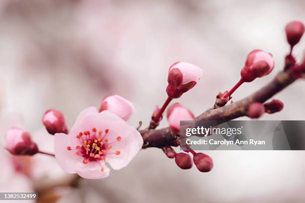 early cherry blossom in spring - funeral flowers stockfoto's en -beelden