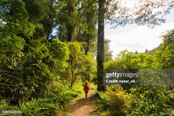 clean green future. - new zealand forest stock pictures, royalty-free photos & images