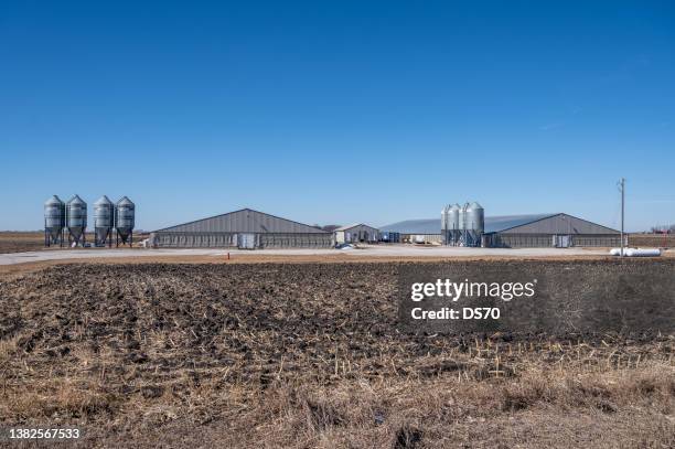 iowa hog barns - hog farm stockfoto's en -beelden