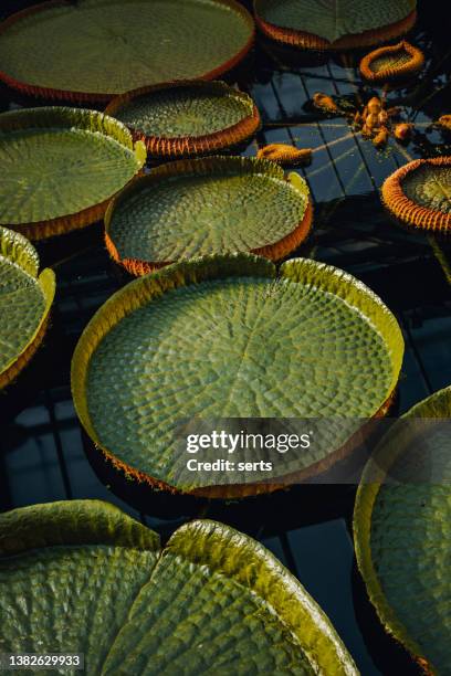 group of victoria amazonica big circle green water lillies leaves floating in a pond - lily stock pictures, royalty-free photos & images