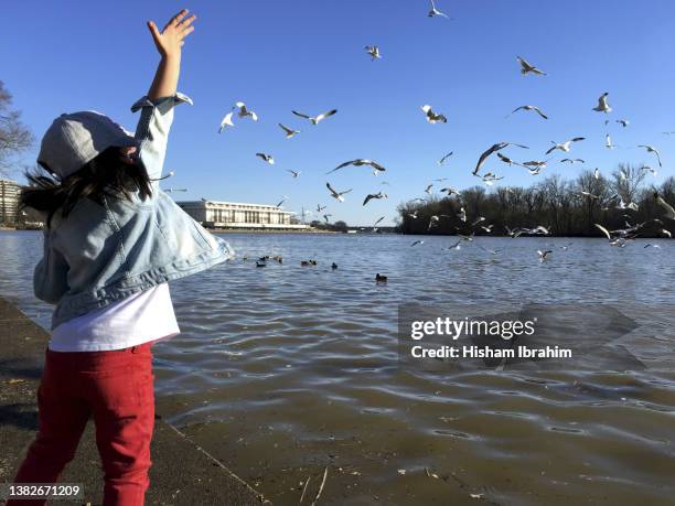 young girl feeding seagulls - georgetown, washington dc, usa - potomac river stock pictures, royalty-free photos & images