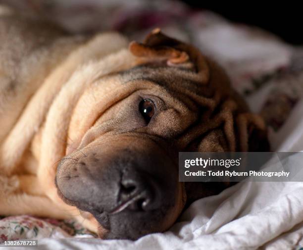 Shar Rind Mini Shar Pei Puppies Photos and Premium High Res Pictures - Getty Images