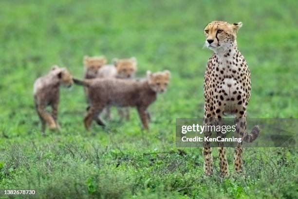mother cheetah with cubs keeping a watchful eye - rainy season stock pictures, royalty-free photos & images