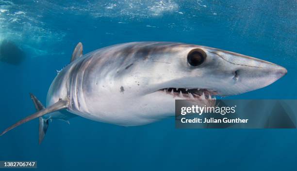 a mako shark swims offshore southern baja california, mexico - silver shark stock-fotos und bilder