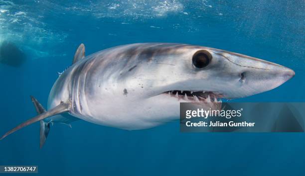 a mako shark swims offshore southern baja california, mexico - silver shark - fotografias e filmes do acervo