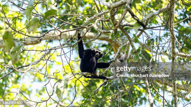 pileated gibbon (hylobates pileatus) eat ripe lace on a tree in nature, tropical forest - pileated gibbon stock pictures, royalty-free photos & images