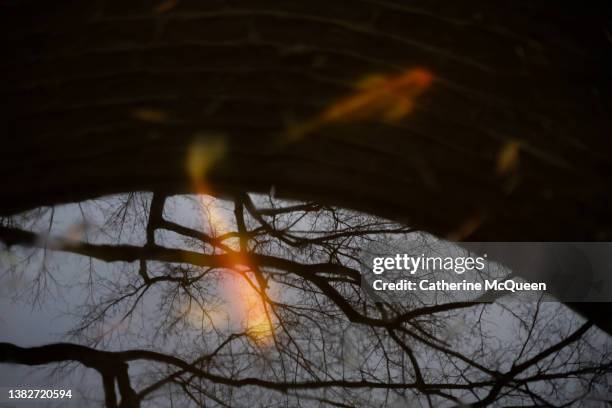 koi fish in garden pond with reflection of trees & sky visible - water garden stock pictures, royalty-free photos & images