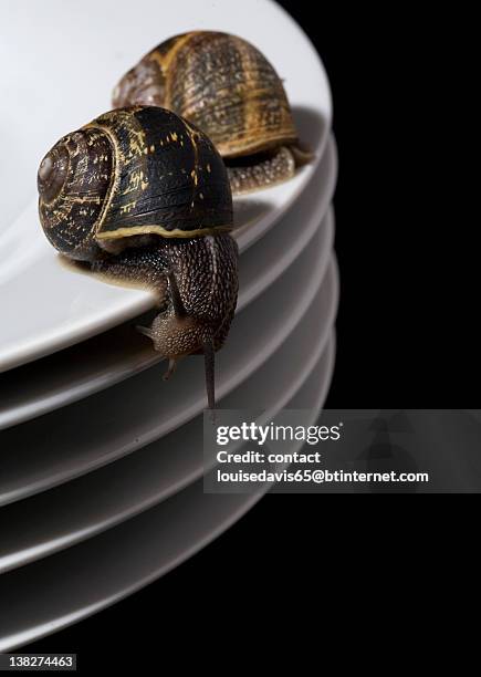 snails on dinner plates - am rand stock-fotos und bilder