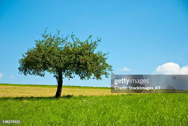 beautiful apple tree an green meadow - apple tree stock pictures, royalty-free photos & images