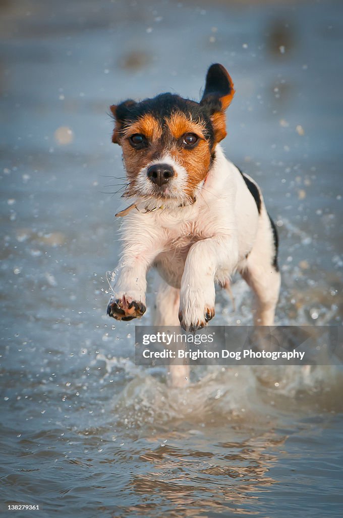 Jack Russell puppy runs through shallow waters