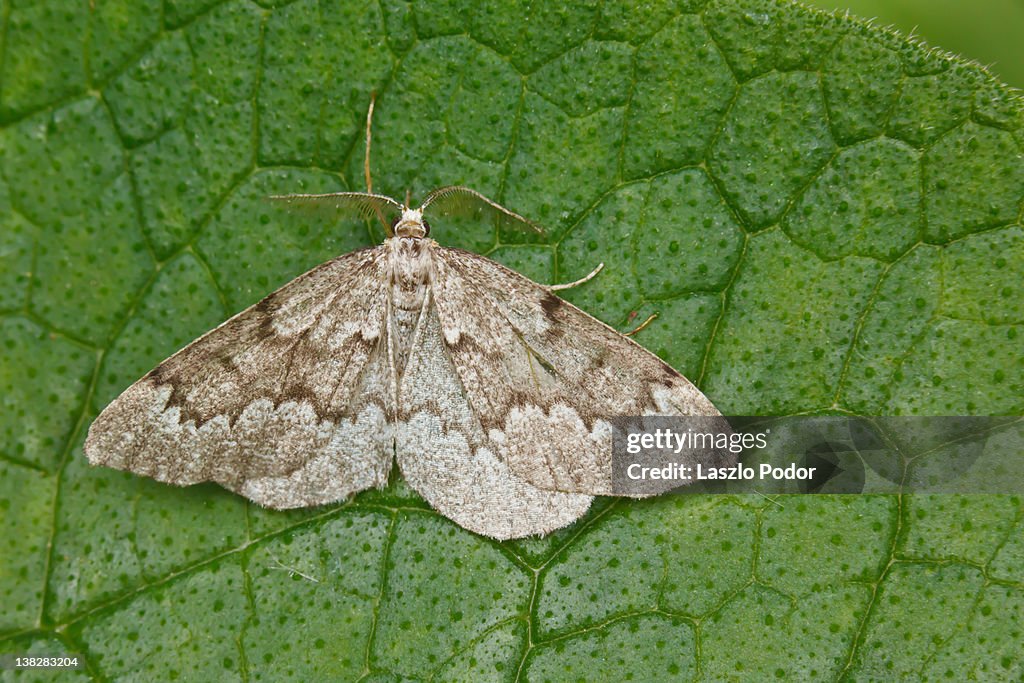 Macro of moth resting on leaf