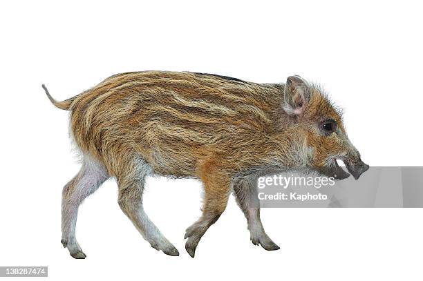 wild boar piglet (sus scrofa) - boar stockfoto's en -beelden