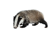 A black and white Eurasian badger looking at camera on white