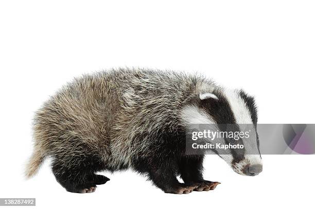 eurasian badger - animal themes stock pictures, royalty-free photos & images